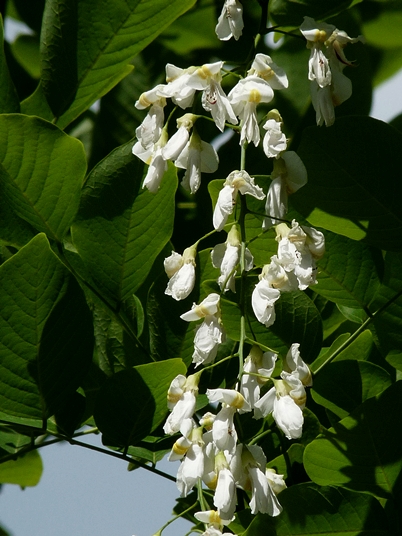 {Cladrastis kentukea}